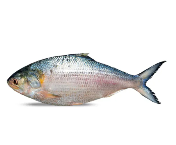 Hilsa / Bhing / Palla Fish (हिल्सा, पाला)