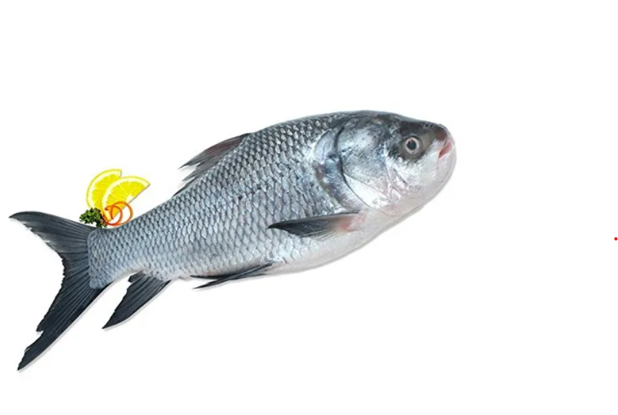 Catla Fish (कटला)