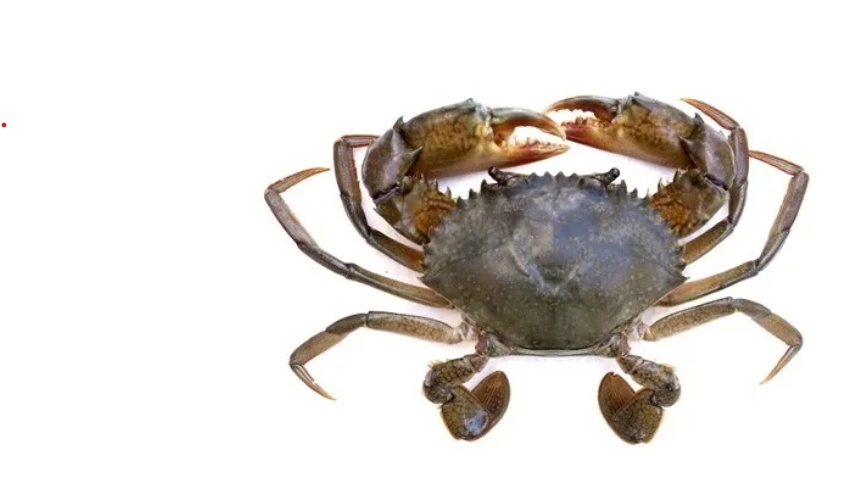 Mud Crabs (चिखलाचे खेकडे) – Medium (3-4 Count)