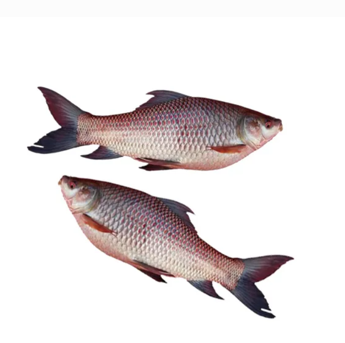 Rohu Fish (रोहू मासा)
